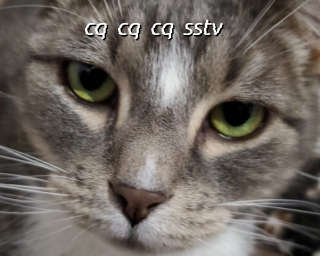 Photographie d’un chat reçue en DRM avec SatSSTV