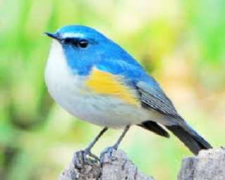 Photographie d’un oiseau bleu reçue en DRM avec SatSSTV